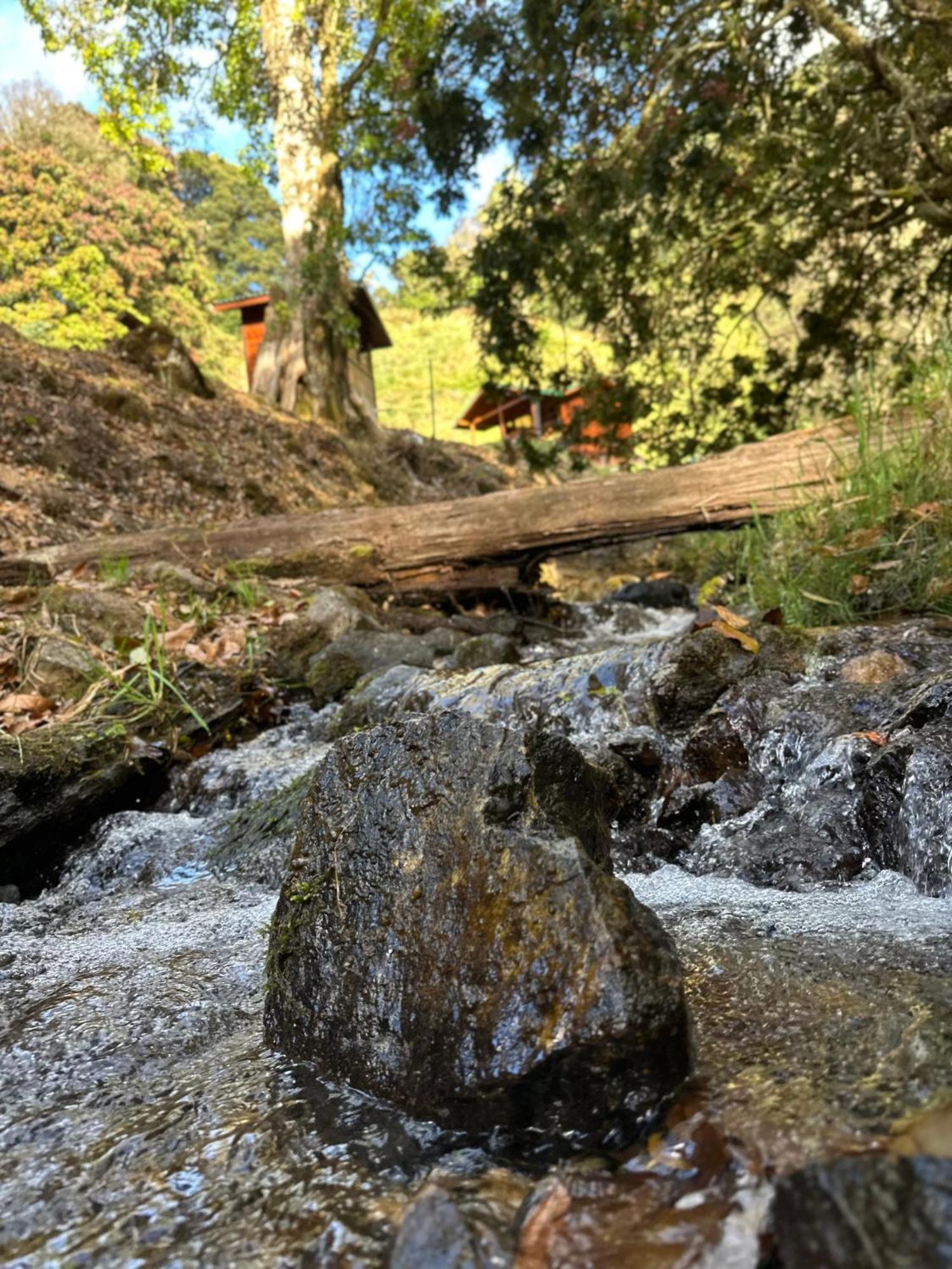 Entre Arboles Lodge San Gerardo de Dota Εξωτερικό φωτογραφία